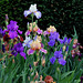 Iris en joyeux bouquet (2)
