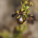 Ophrys miroir de corse