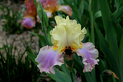 Iris 'Robe d'été'