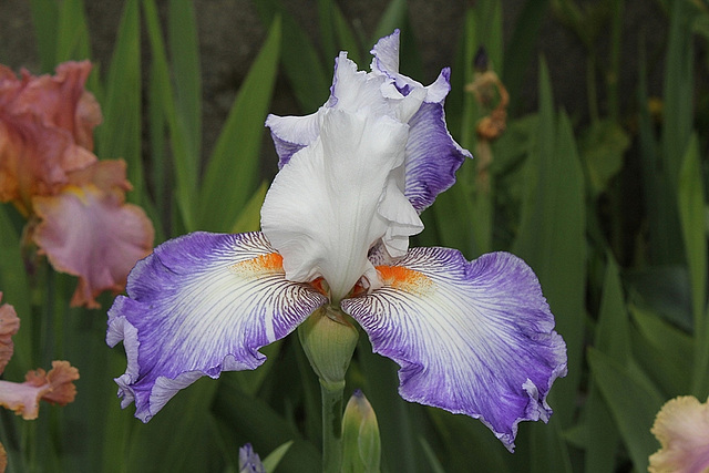 Iris Sixtine C (3)