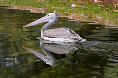 Asian pelican...milieu naturel