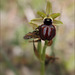 Ophrys vers Bonifacio