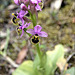 Ne pas négliger les ophrys
