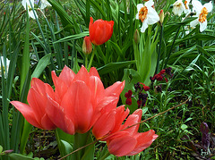 Tulipe multiflore