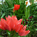 Tulipe multiflore