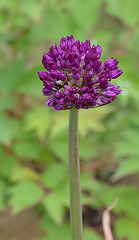 Allium DSC 0696