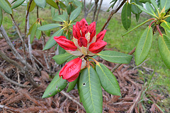 Rhododendron DSC 0699