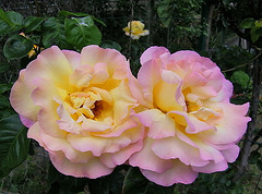 Roses jumelles