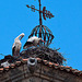 20120506 8964RAw [E] Kirche San Martin, Weißstorch (Ciconic ciconia), Taube, Trujillo