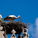 20120506 8984RAw [E] Weißstorch (Ciconia ciconia), Alfiler-Turm, Trujillo