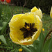 Tulipe (Macro)