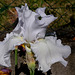 Iris blanc 2