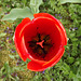Tulipe rouge (Macro)