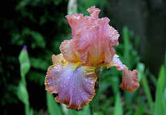 Iris Afternoon Delight