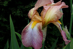 Iris Ancien  (5)