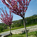 Cerisiers du japon