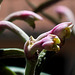 Monadenium montanum ssp rubellum