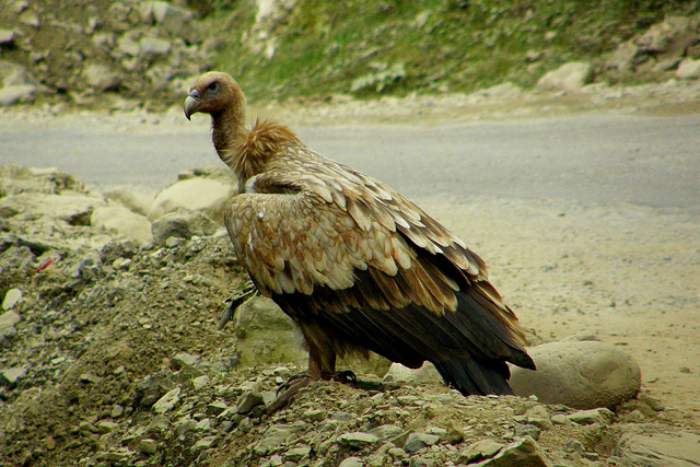 Himalayan Vulture. Milieu naturel.FOND NOIR