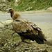 Himalayan Vulture. Milieu naturel.FOND NOIR