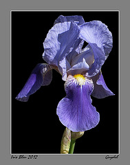 Iris Bleu 2012