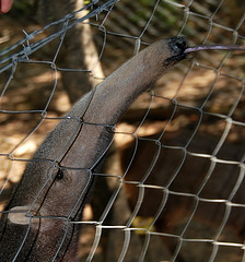 Paraguay: Norbert's giant anteater...Myrmecophaga tridactyla (endangered)