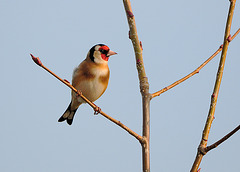 Goldfinch (b)