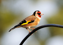Goldfinch (a)