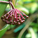 Hoya carnosa (4)