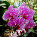 Phalaenopsis Wild Thing