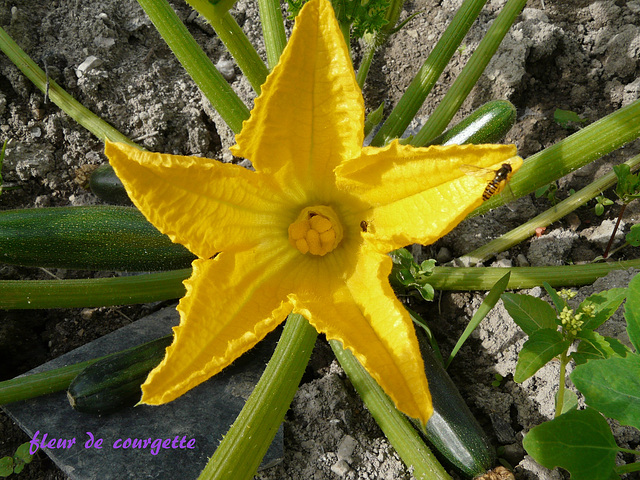 fleur de courgette fleur de courgette