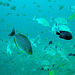 Streaked Spinefoot fish in foreground