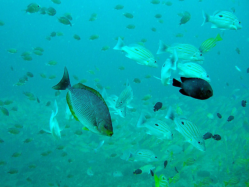 Streaked Spinefoot fish in foreground