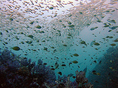 Fish swarm over soft corals