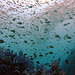 Fish swarm over soft corals