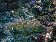 Cuttlefish and its camouflage