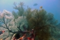 Sea fans in different colors