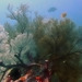Sea fans in different colors