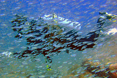 Diving partner behind a fish swarm