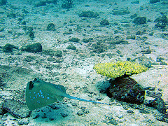 Blue pointed sting ray