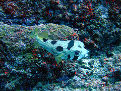 A boxfish or cofferfish