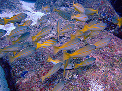 School of snapper fishes