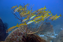 Caesionidae, yellowback fusilier fishes