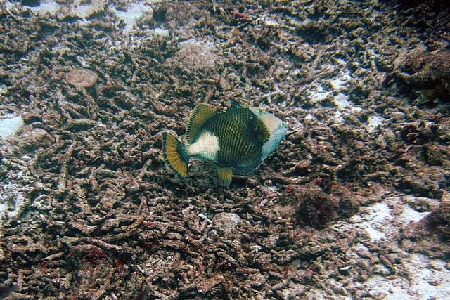 This trigger fish attacked me short time later