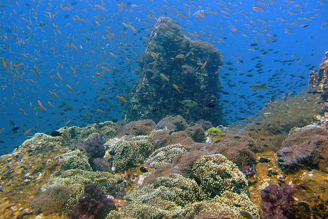 Under water landscape