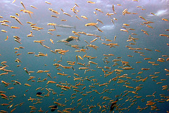 Barracuda in its position behind the fish swarm
