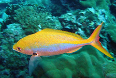 Fusilier fish with remarkable colors