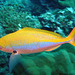 Fusilier fish with remarkable colors