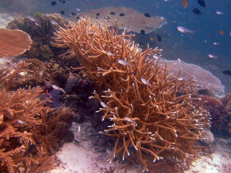 Corals grow up