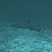 A bigger whitecap reef shark