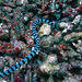 Acalyptophis peronii sea snake